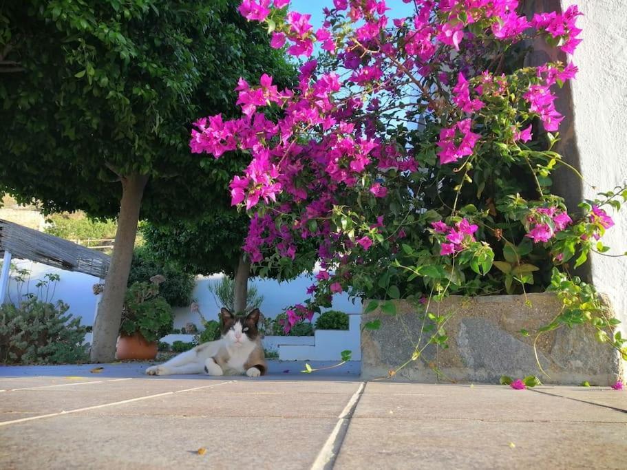 卢凯内纳-德拉斯托雷斯Casa Jardin. Vivienda Rural En Zona Tranquila.别墅 外观 照片